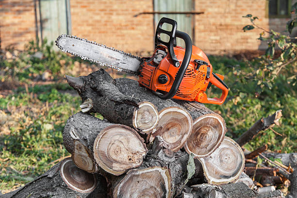 Dead Tree Removal in Marlow Heights, MD